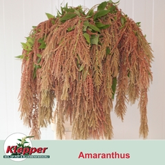 Amaranthus Caudatus Coral Fountain 100cm