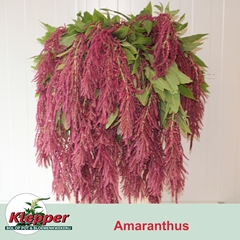 Amaranthus Caudatus Red Cord 90cm