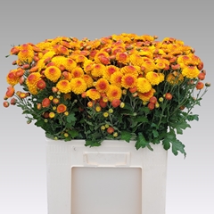 Chrysanth Spray Bright Eye 55cm 65gr.