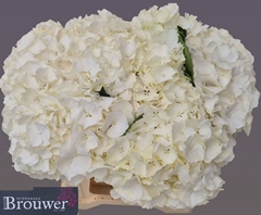 Hydrangea White Verena 40cm 14-16cm Hd