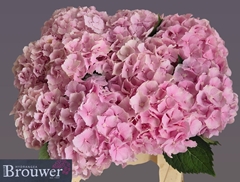 Hydrangea Verena 40cm 14-16cm Hd