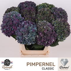 Hydrangea Pimpernel Classic 100cm 24-26cm Hd