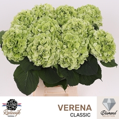 Hydrangea Verena Classic 60cm 17-19cm Hd