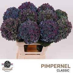 Hydrangea Pimpernel Classic 60cm 19-21cm Hd