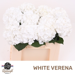 Hydrangea White Verena 50cm 13-15cm Hd