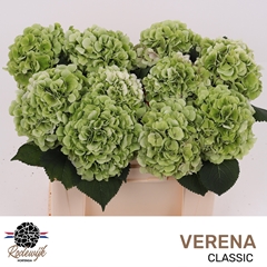 Hydrangea Verena Classic 50cm 15-17cm Hd