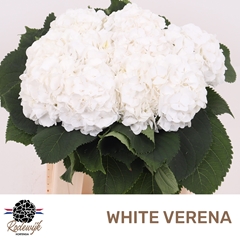 Hydrangea White Verena 40cm 11-13cm Hd