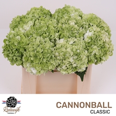 Hydrangea Cannonball Classic 50cm 15-17cm Hd
