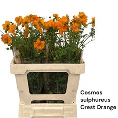 Cosmos Crest Orange 60cm