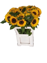 Helianthus Sunrich Orange 80cm
