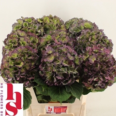 Hydrangea Elbtal Classic 80cm 22-24cm Hd