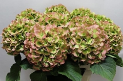 Hydrangea Verena Classic 80cm 20-22cm Hd