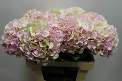 Hydrangea Verena Classic 60cm 17-19cm Hd