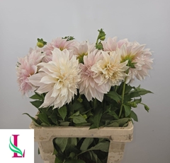 Dahlia Café Au Lait 60cm