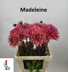 Dahlia Madeleine 60cm