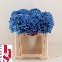 Hydrangea Pimpernel 50cm 15-17cm Hd