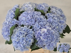 Hydrangea Verena Blue 60cm 16-18cm Hd