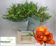 Freesia Double Mandarine 50cm 20gr.