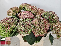 Hydrangea Revolution Classic 80cm 15-17cm Hd