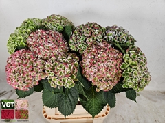 Hydrangea Revolution Classic 80cm 13-15cm Hd
