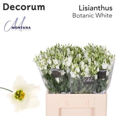 Eustoma Single Botanic White 60cm