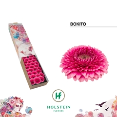 Gerbera Mini Sphere Bokito 45cm 7cm Hd