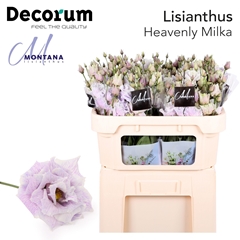 Eustoma Double Painted Heavenly Milka 70cm