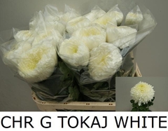 Chrysanth Single Tokaj White 80cm 180gr.