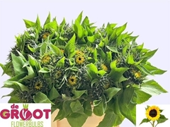 Helianthus Sunrich Orange 60cm