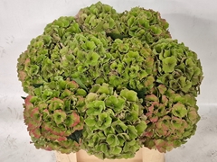Hydrangea Royal Palace Classic 50cm 17-19cm Hd