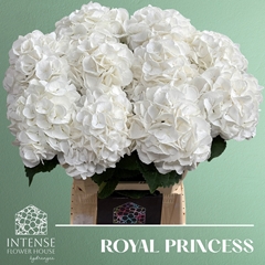 Hydrangea Royal Princess 60cm 16-18cm Hd