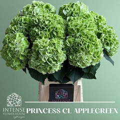 Hydrangea Royal Princess 65cm 18-20cm Hd