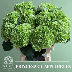 Hydrangea Royal Princess 60cm 16-18cm Hd