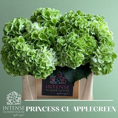 Hydrangea Royal Princess 50cm 14-16cm Hd