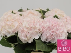 Hydrangea Sweet Verena 80cm 21-23cm Hd