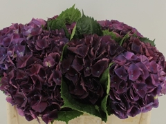 Hydrangea Royal King 50cm 12-14cm Hd