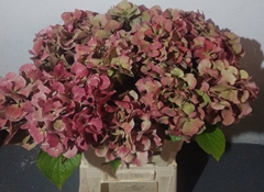 Hydrangea Mix 60cm 11-13cm Hd