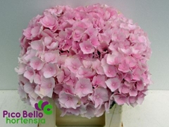 Hydrangea Verena 40cm 12-14cm Hd