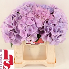 Hydrangea Royal Benefit 40cm 13-15cm Hd