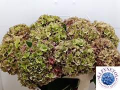 Hydrangea Rodeo Red Classic 80cm 20-22cm Hd