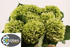 Hydrangea Verena Classic 80cm 20-22cm Hd