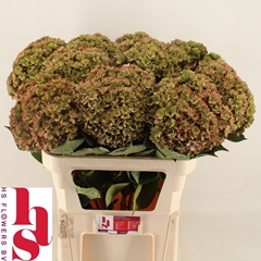 Hydrangea Royal Kiss Classic 80cm 20-22cm Hd