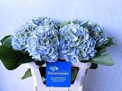 Hydrangea Verena Blue Classic 80cm 20-22cm Hd