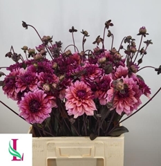 Dahlia Molly Raven 60cm