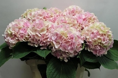 Hydrangea Verena Classic 80cm 19-21cm Hd
