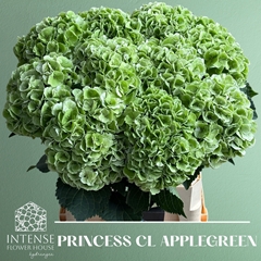 Hydrangea Royal Princess 80cm 21-23cm Hd