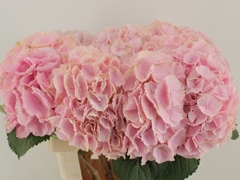 Hydrangea Verena 80cm 21-23cm Hd