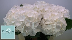 Hydrangea White Verena 80cm 21-23cm Hd