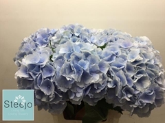 Hydrangea Verena Blue 60cm 18-20cm Hd