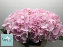 Hydrangea Verena 60cm 18-20cm Hd